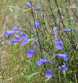 bunchleaf penstemon